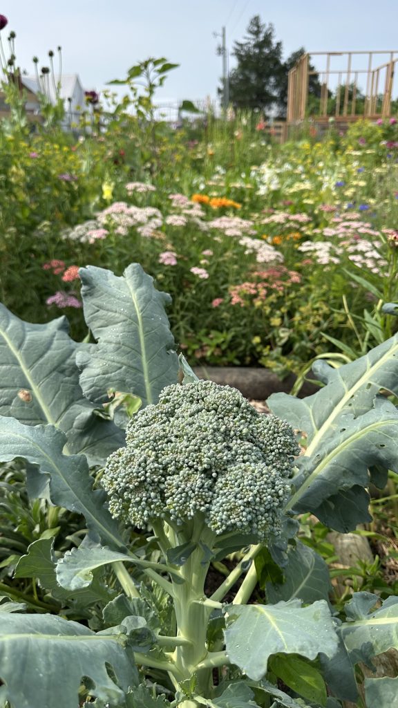 This photo is my Broccoli 'Di Cicco' teady for harvest in the Spring.