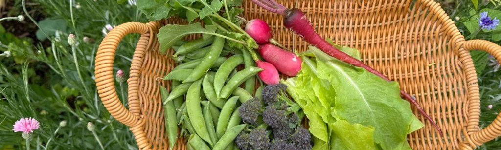 What Seeds I'm Sowing in My Vegetable Garden This September