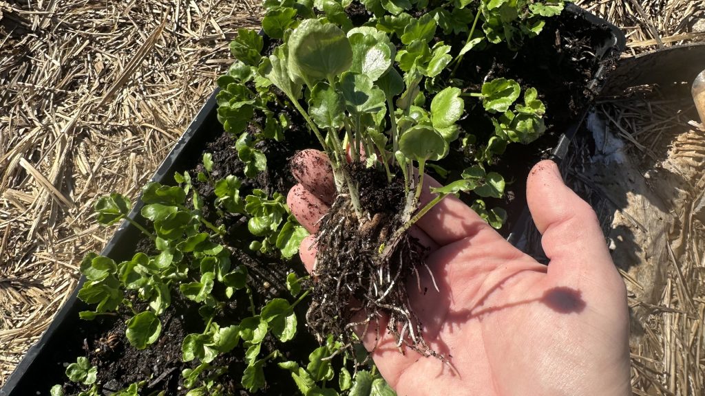 Ranunculus transplants going in the ground February 25, 2025.