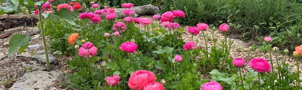 3 Heartbreaking Ranunculus Growing Mistakes Explained