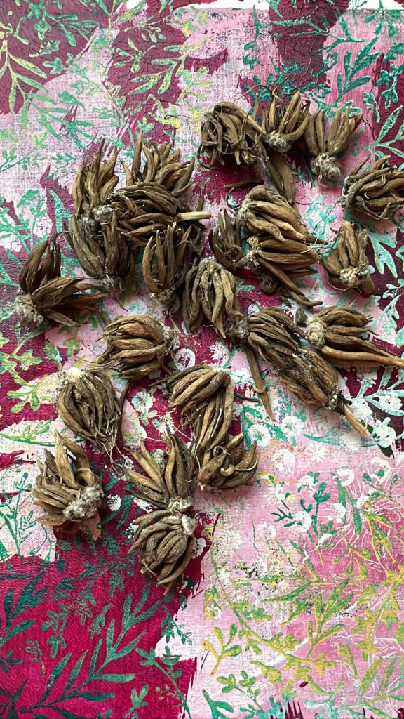 Dried Ranunculus corms ready to be soaked in water to plump before planting.