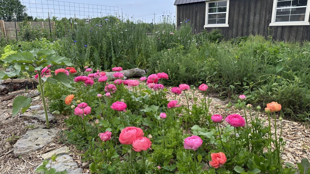 Ranunculus in bloom April 27 here in Middle Tennessee, 2025.