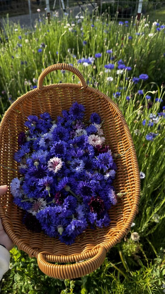 In the photo above are blue bachelors buttons (Cornflower) harvested from my garden. In the 'How To Grow Medicinal Herbs' book, Vanessa features cornflower as one of her 50 medicinal herbs and mentions it is very popular to dry for herbal tea blends.