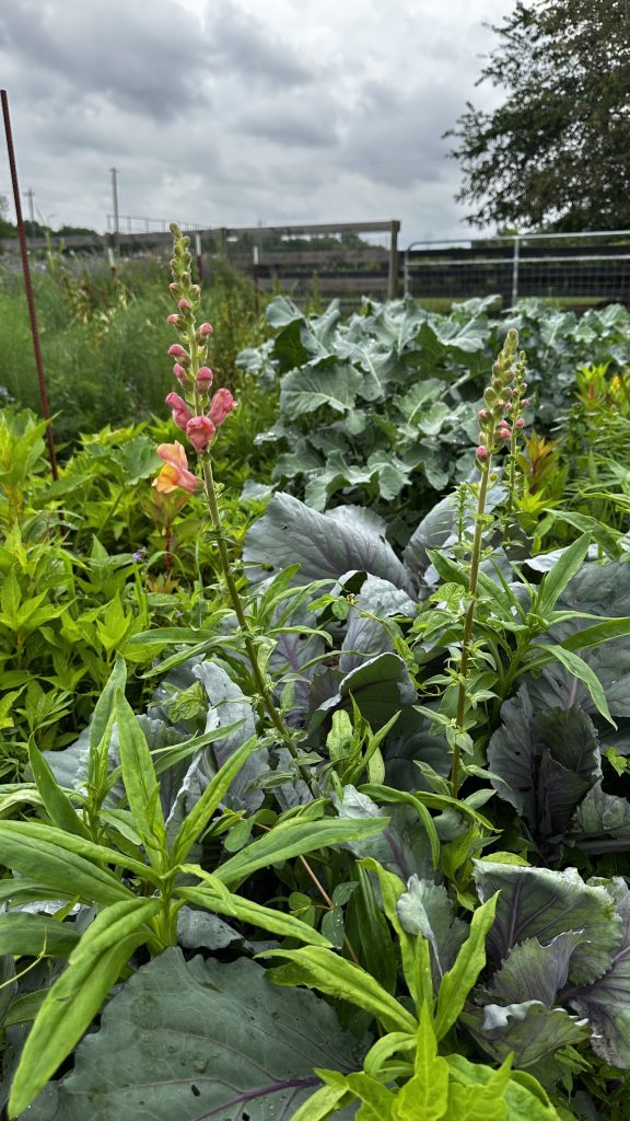 Snapdragons blooming above cabbage.