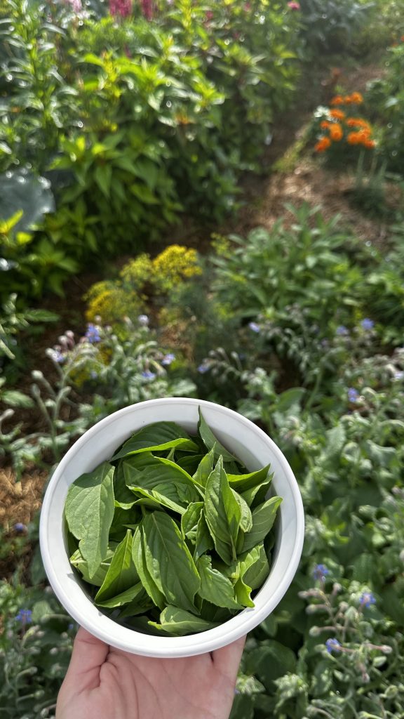 I harvested fresh basil from my garden, washed and let it air dry for a couple of hours.