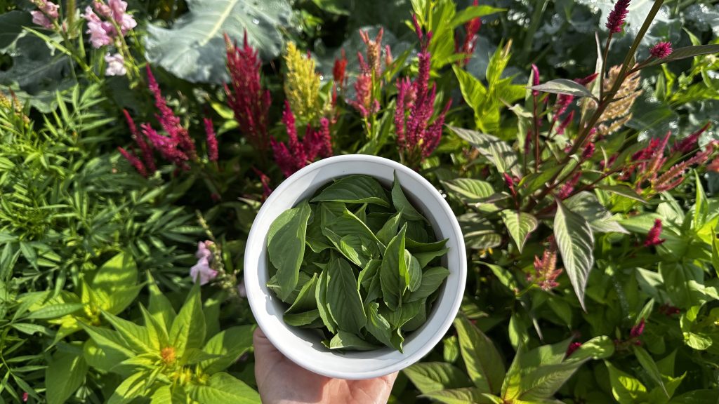 The first recipe I wanted to try from the 'How to Grow Medicinal Herbs' book was basil salt. I just so happened to have basil growing in my garden so I harvested basil leaves to make the recipe!
