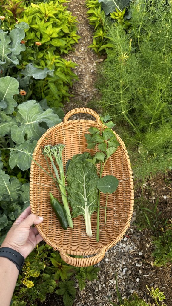 Basket of garden bits to add to eggs for breakfast! A jalapeño, (bought that plant at a garden center so producing earlier than normal), broccolini, Swiss chard, celery, and a nasturtium leaf.