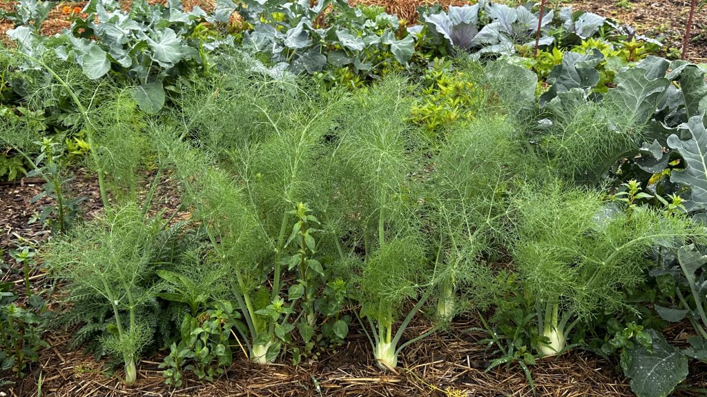 June Garden Tour: What's Growing in My Vegetable and Cut Flower Garden