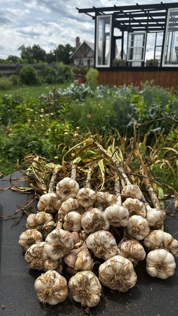 The photo above is garlic I harvested from my garden. In the 'How to Grow Medicinal Herbs' book, Vanessa shares a herb-filled dry seasoning recipe that features garlic. I will definitely be trying her recipe!