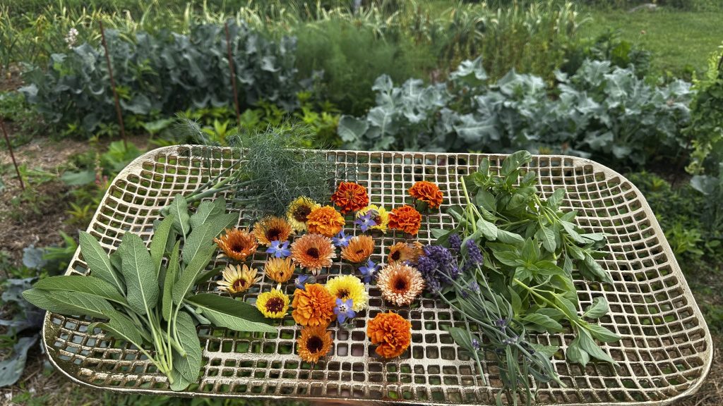 In the 'How To Grow Medicinal Herbs' book, 50 in-depth medicinal herb profiles are featured. Above is a photo of my personal garden harvest that includes Calendula, Sage, Basil and Lavender; which are four medicinal herbs featured in this book. It was intriguing to learn more information about herbs
